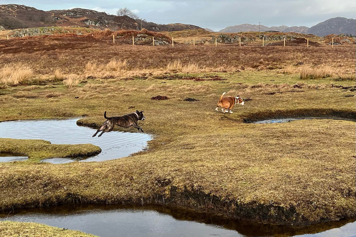 dogs jumping over water during dog playtime